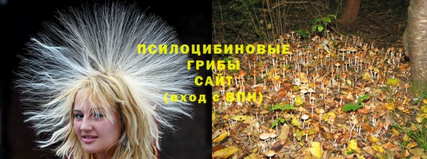 шишки Аркадак